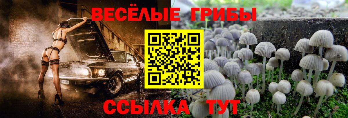 Галлюциногенные грибы Psilocybe  Мариинск 